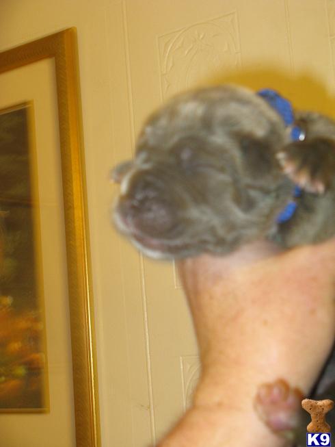 Neapolitan Mastiff Puppies